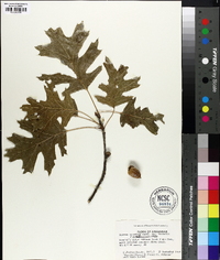 Quercus shumardii image