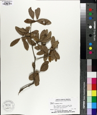 Quercus virginiana image