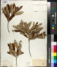 Quercus virens image