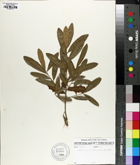 Quercus arizonica image