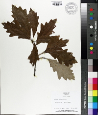 Quercus bicolor image