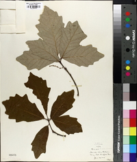 Quercus bicolor image