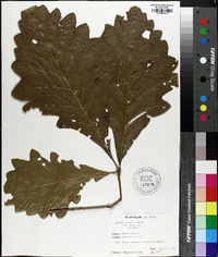 Quercus bicolor image