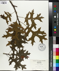 Quercus coccinea image