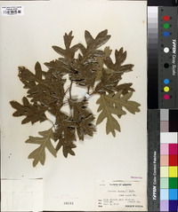 Quercus gambelii image