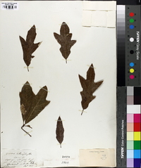 Quercus cerris image