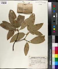 Quercus imbricaria image