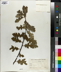 Quercus lobata image