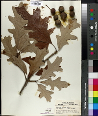 Quercus lyrata image