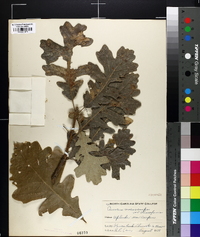 Quercus macrocarpa var. oliviformis image