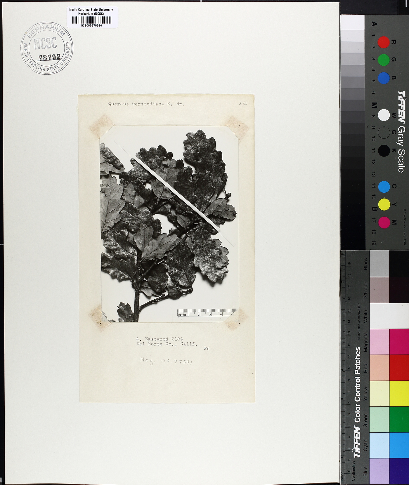 Quercus oerstediana image