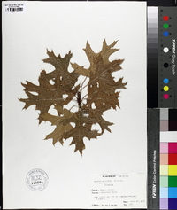 Quercus palustris image