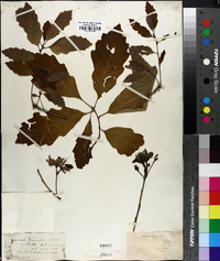 Quercus prinoides image