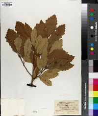 Quercus prinoides image