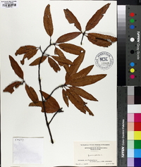 Quercus phellos image