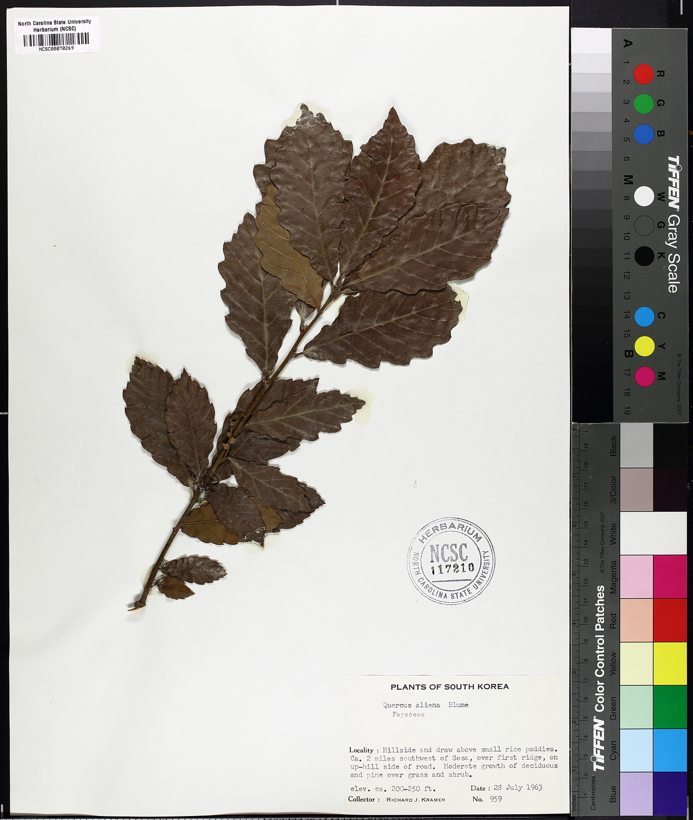 Quercus aliena image