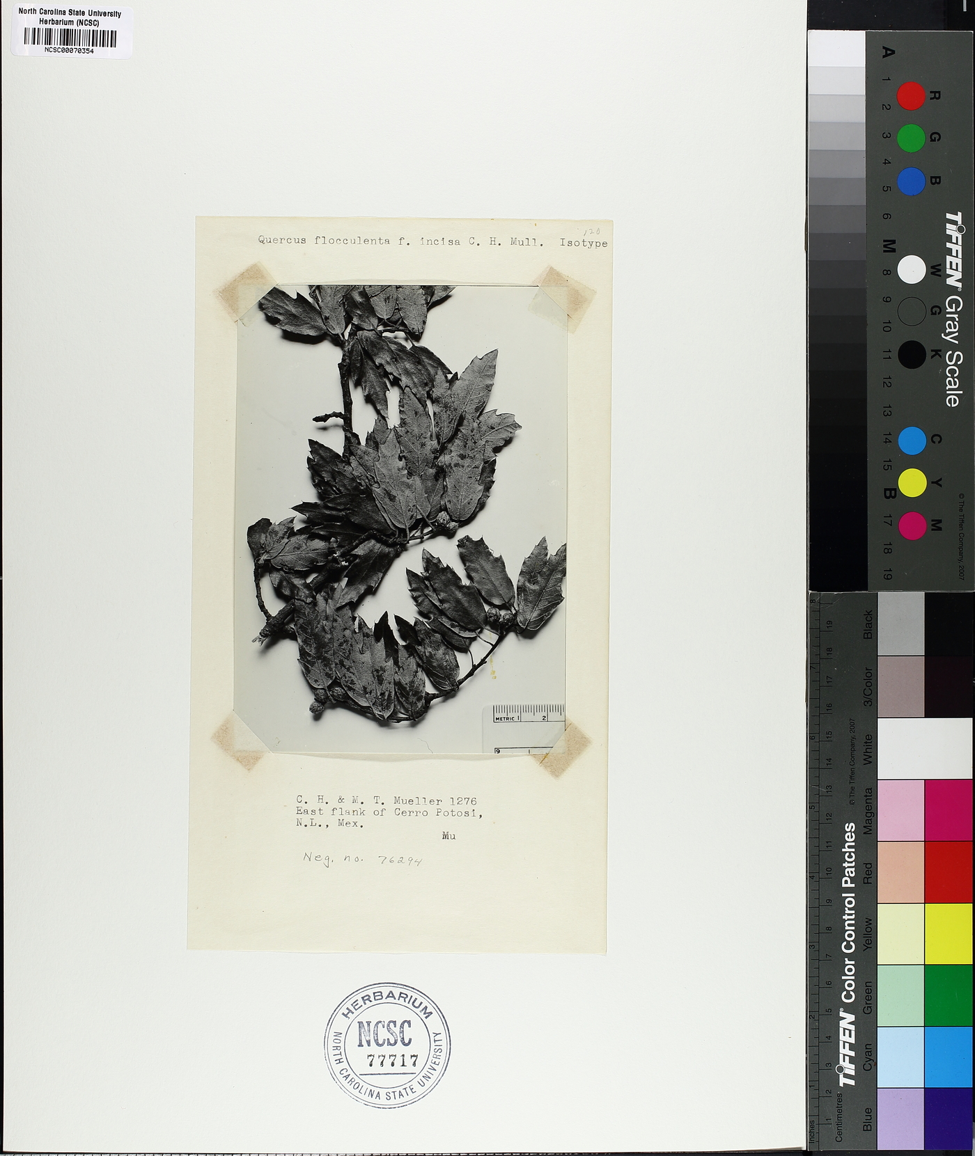Quercus flocculenta image