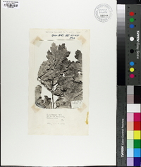 Image of Quercus lesueuri