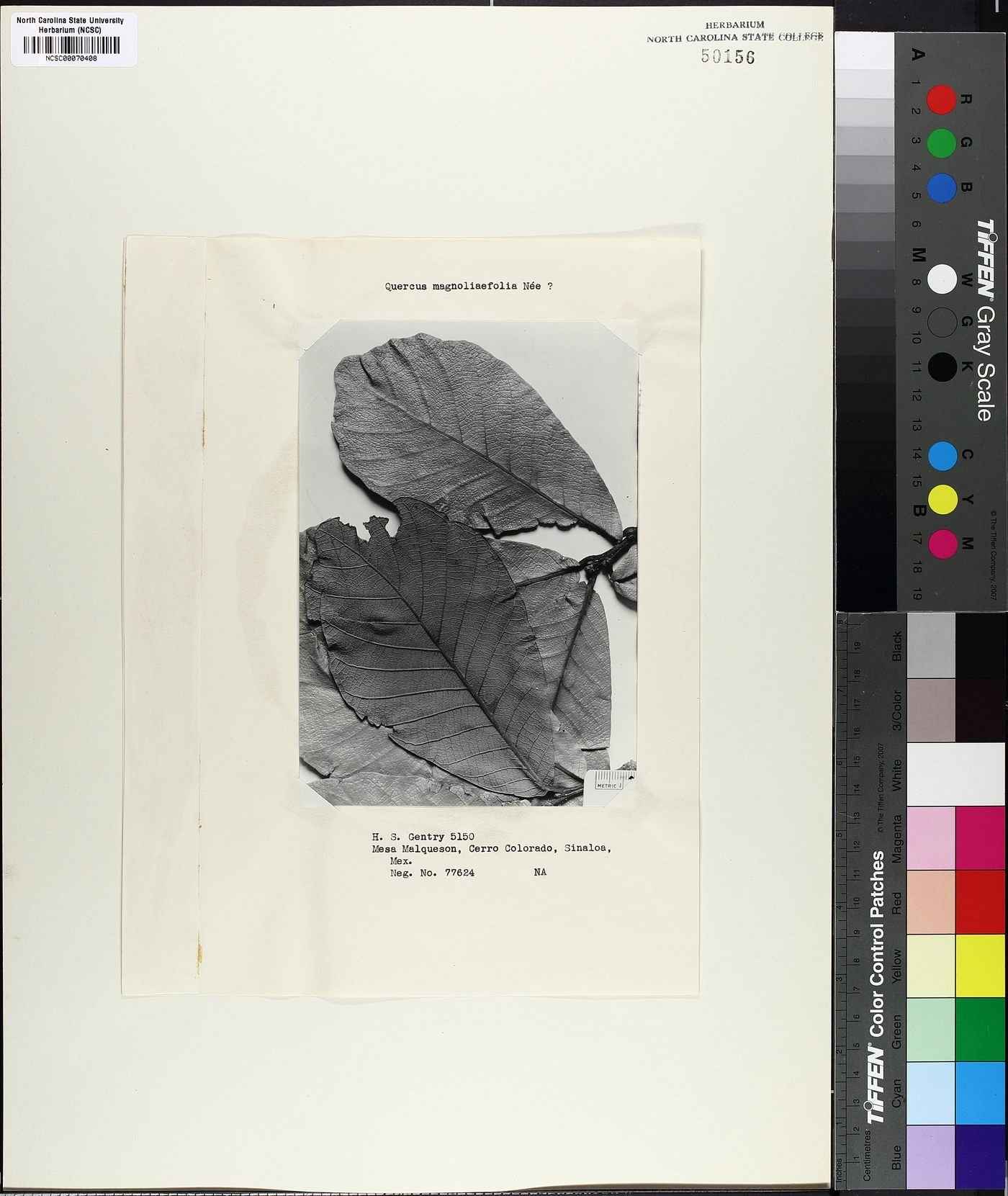 Quercus magnoliaefolia image