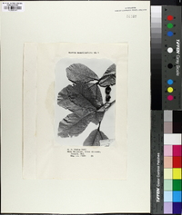 Quercus magnoliaefolia image