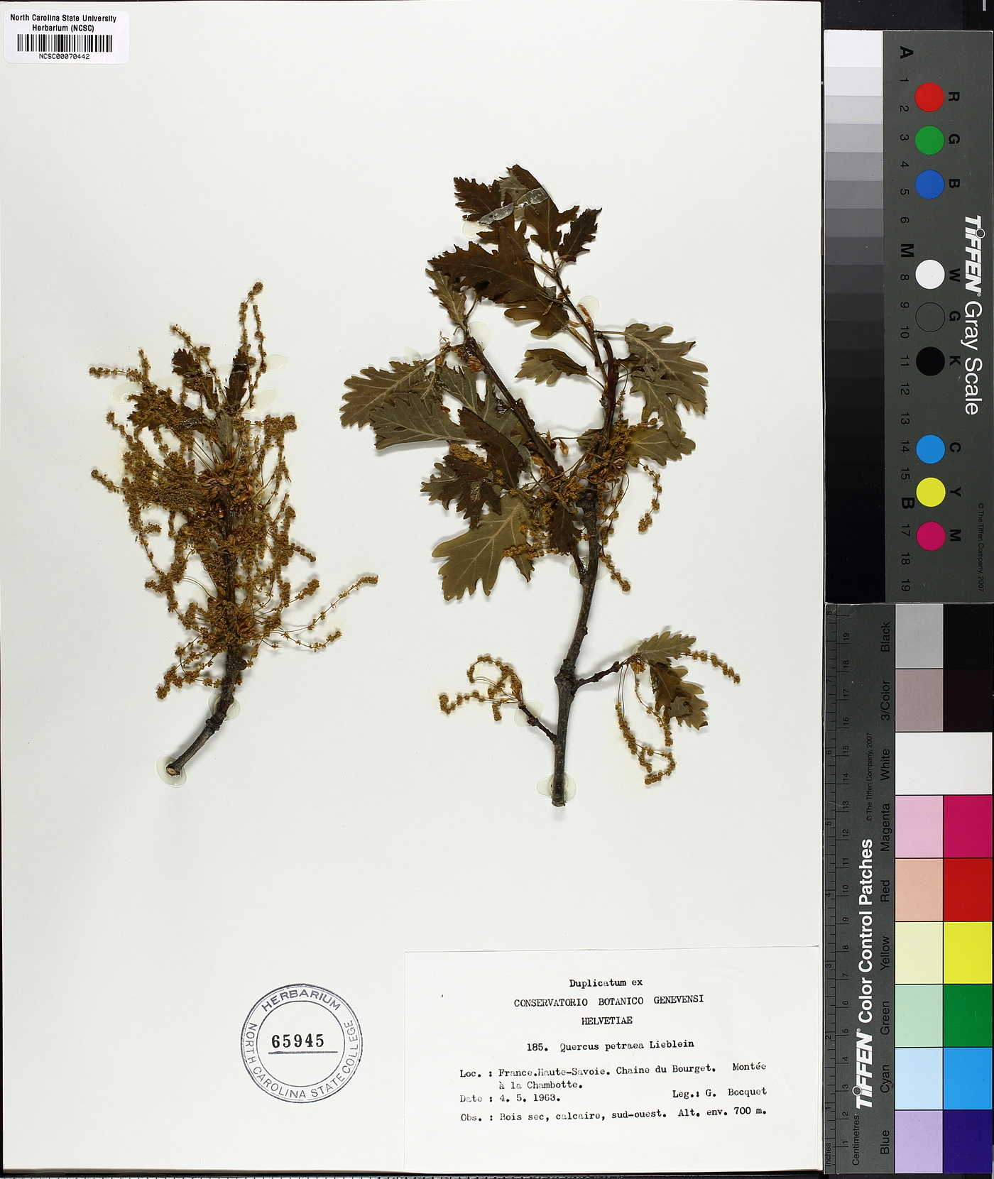 Quercus petraea image