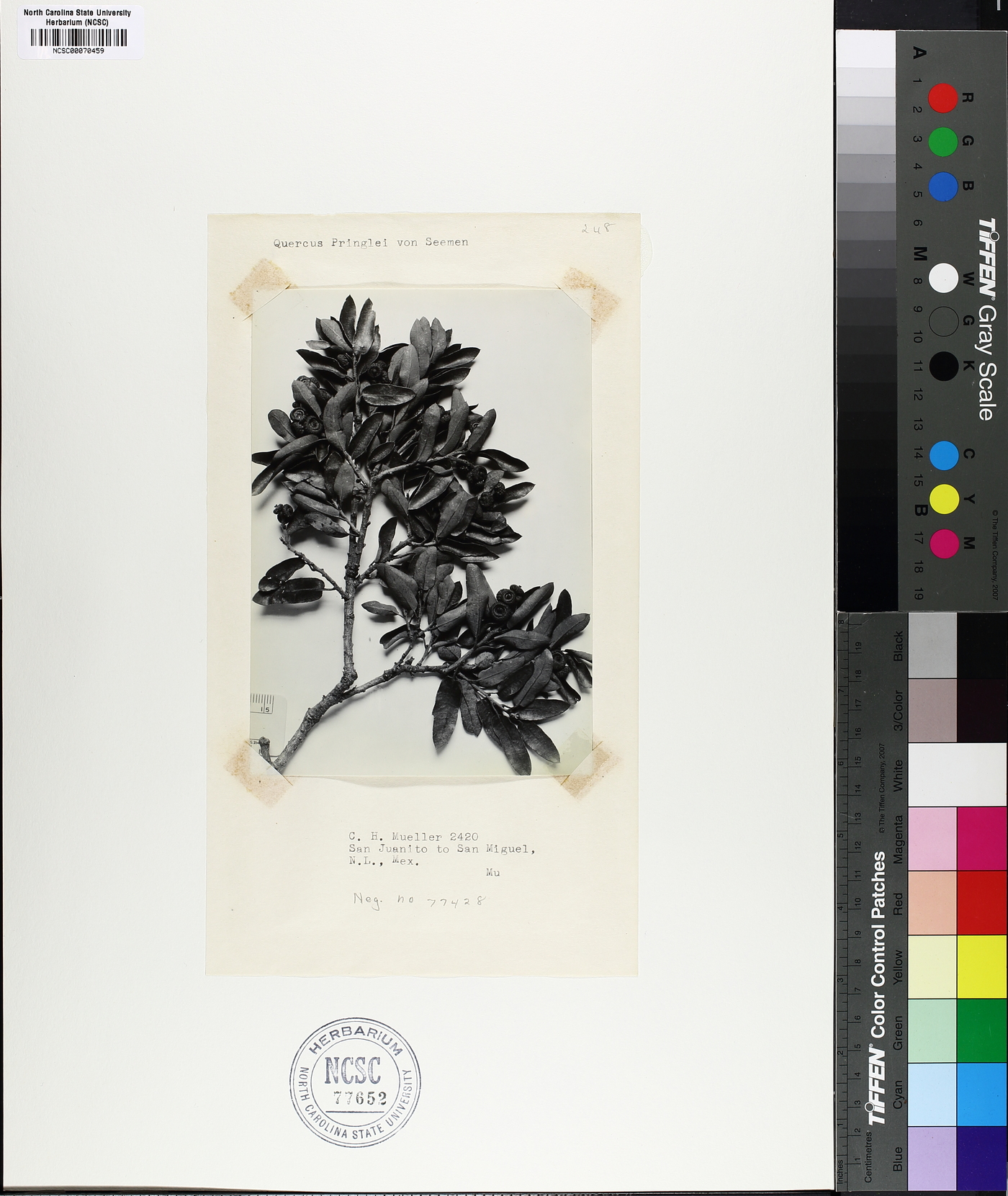 Quercus pringlei image