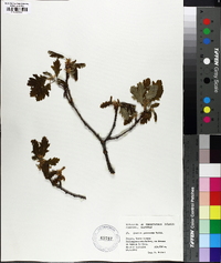 Quercus pubescens image