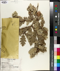 Quercus pubescens image