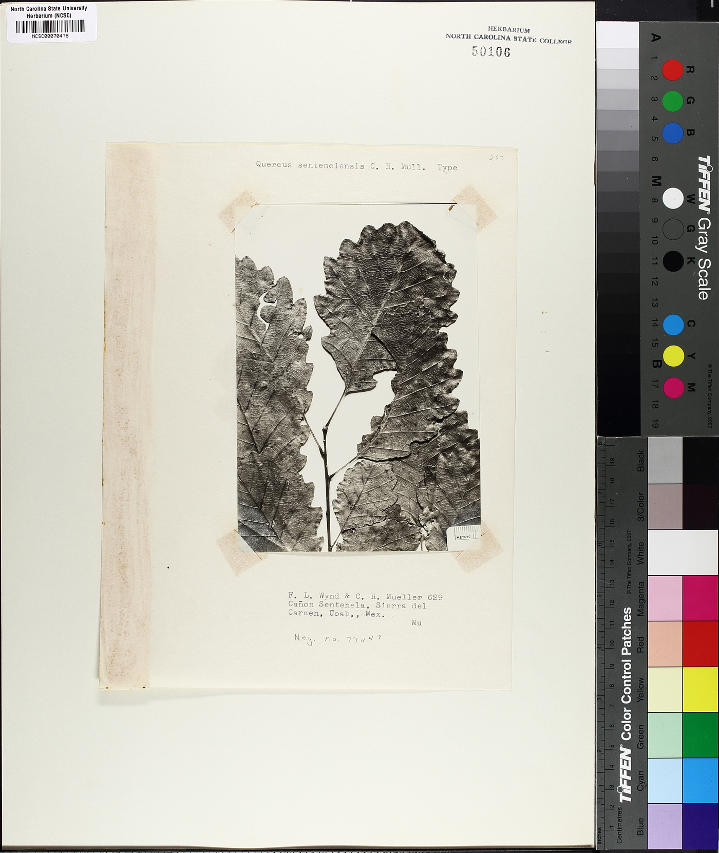 Quercus sentenelensis image