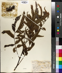 Carya aquatica image