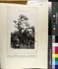 Carya aquatica image
