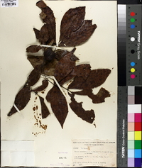 Carya carolinae-septentrionalis image