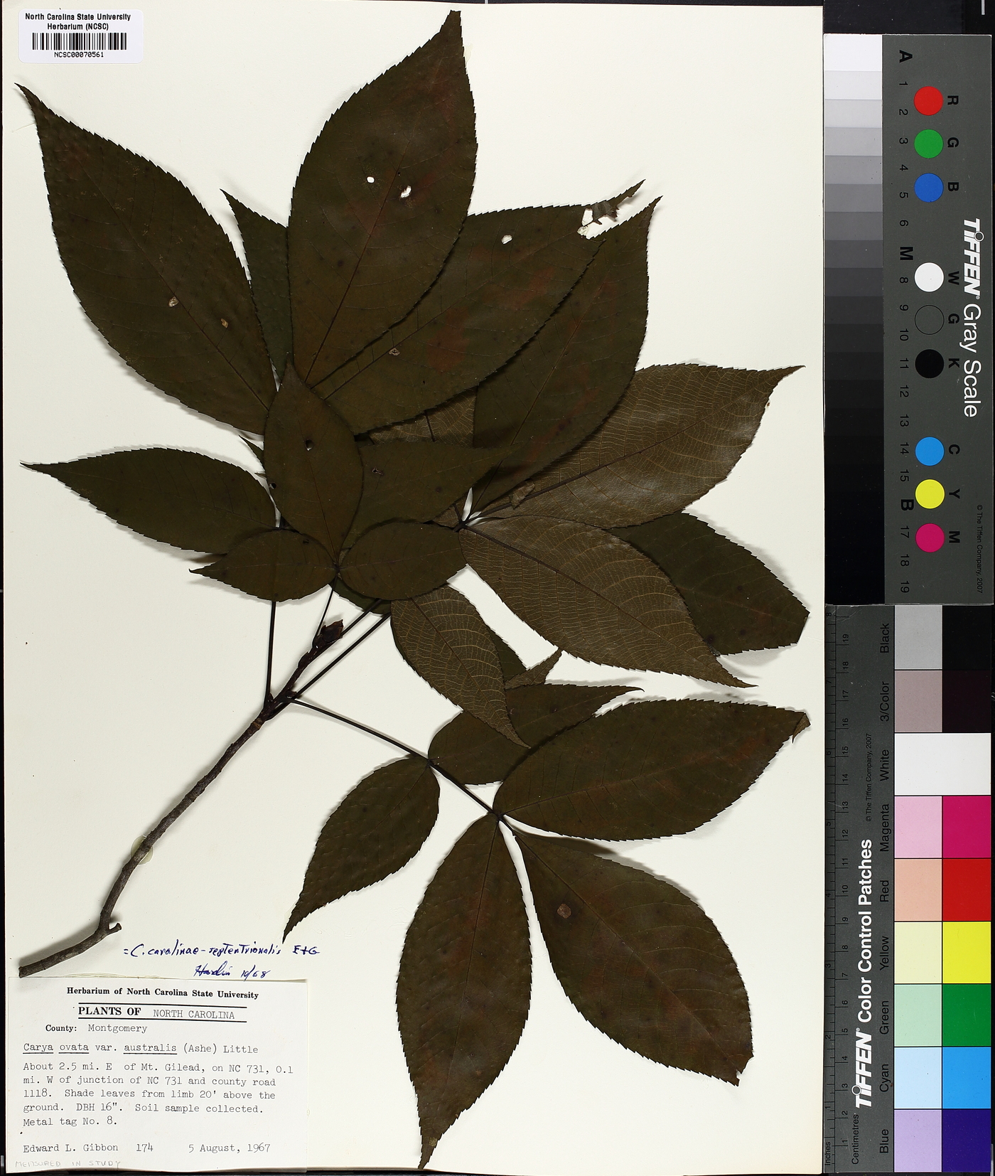 Carya carolinae-septentrionalis image