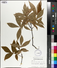 Carya glabra var. glabra image