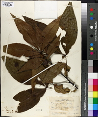 Carya ovalis image