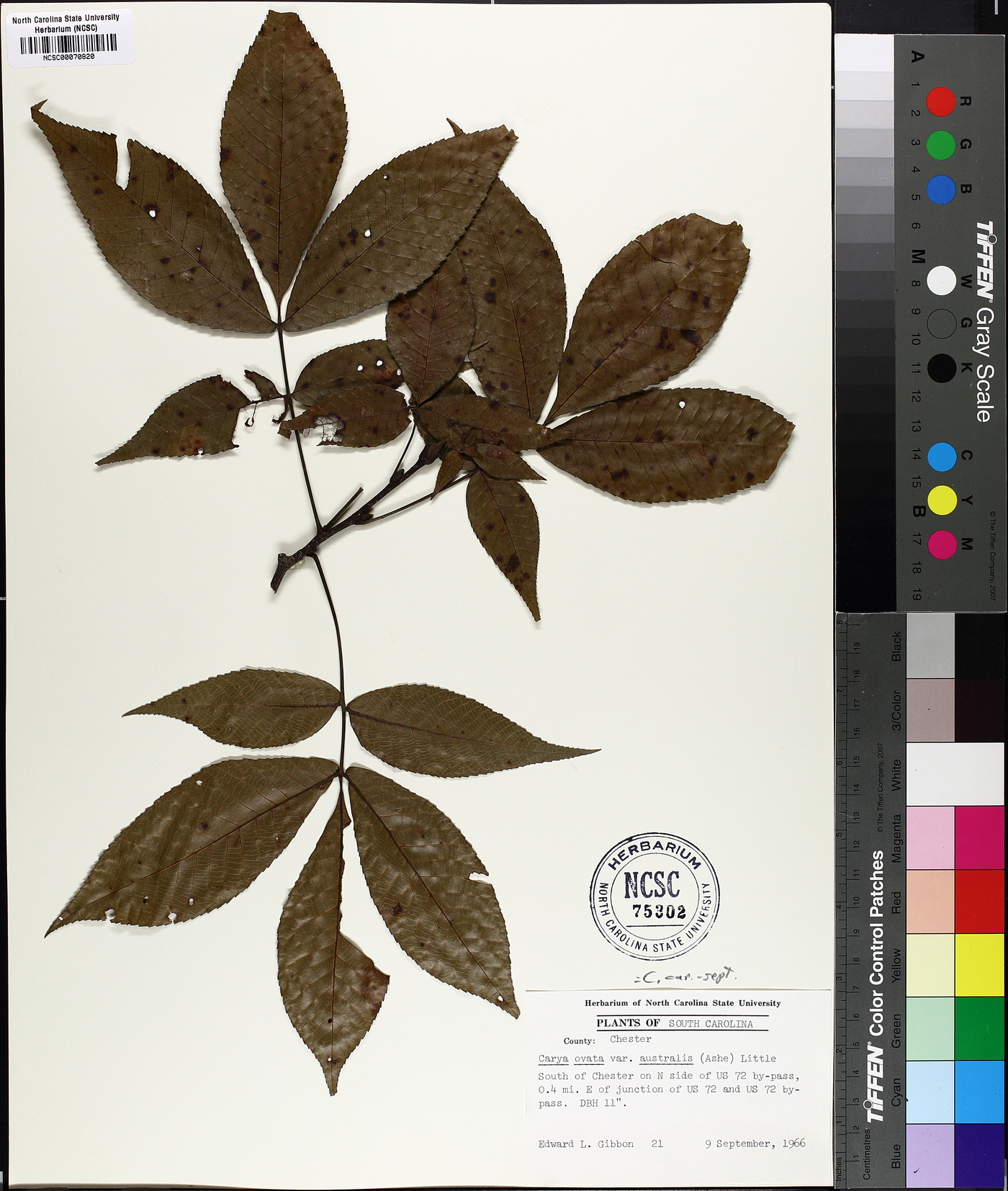 Carya carolinae-septentrionalis image