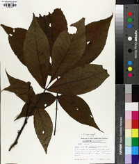 Carya carolinae-septentrionalis image