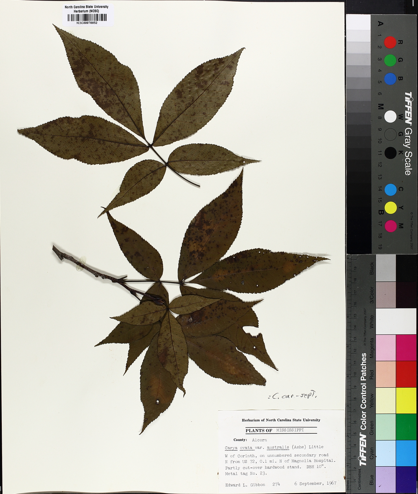 Carya carolinae-septentrionalis image