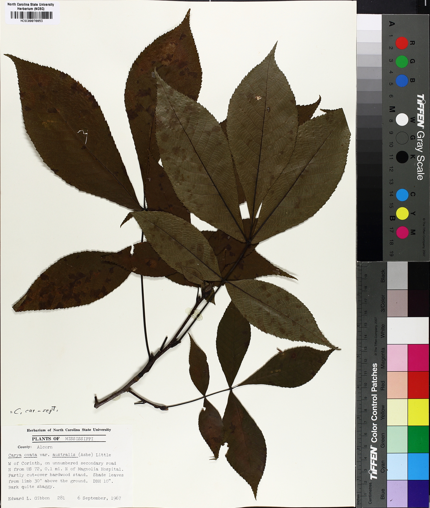 Carya carolinae-septentrionalis image