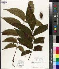 Carya illinoinensis image