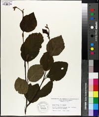 Alnus crispa image