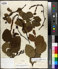 Alnus rugosa image