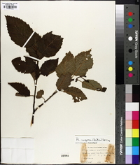 Alnus rugosa image