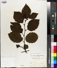 Alnus rugosa image