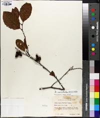 Alnus serrulata var. subelliptica image