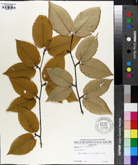 Betula lutea image