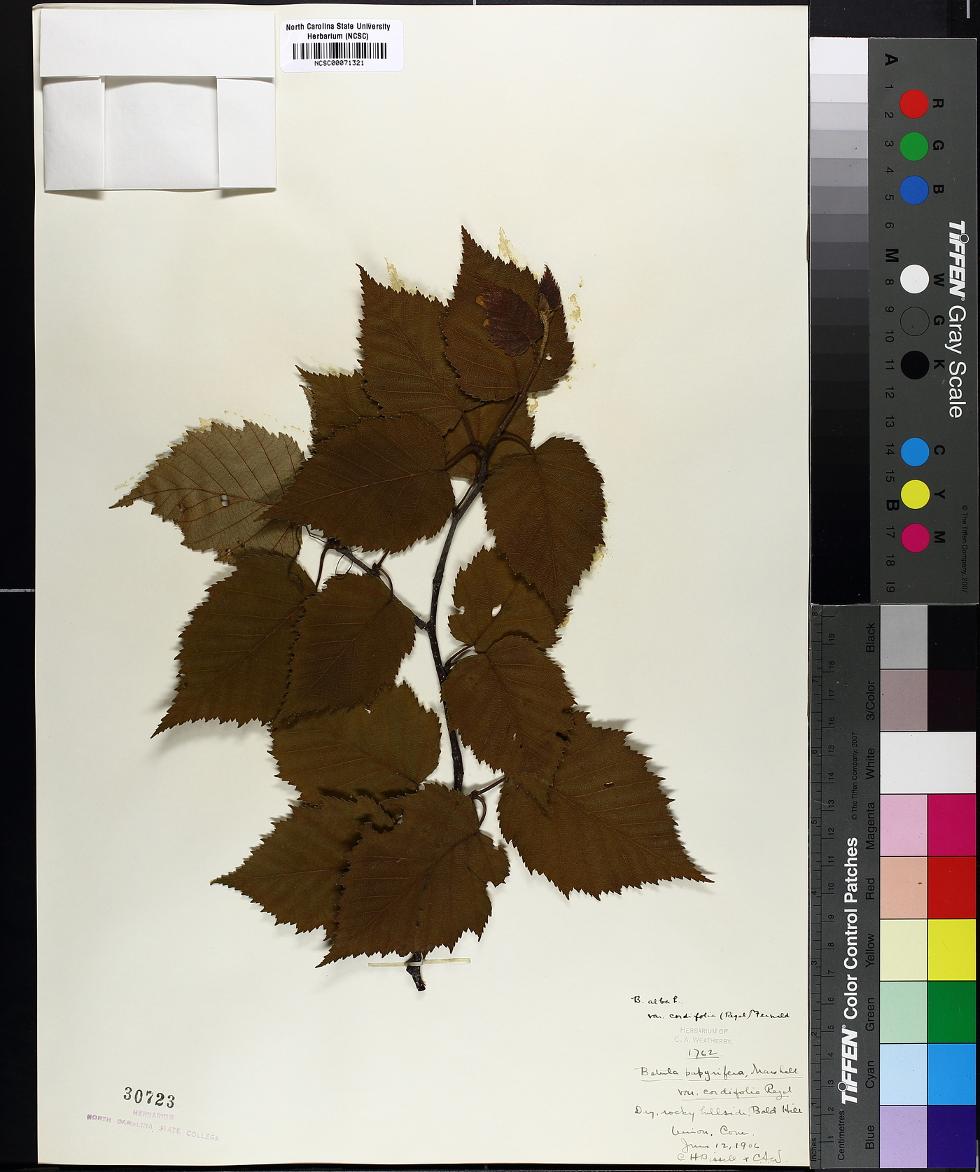 Betula alba image