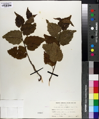 Betula alba image