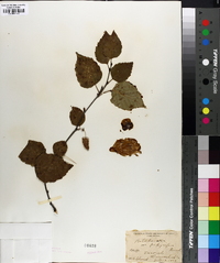 Betula papyrifera image