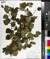 Betula occidentalis image